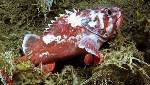 Ocean Acidification Will Worsen and Affect Marine Organisms, Ecosystems