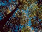 Alteration of Forest Tree Composition May Not be Due to Climate Change