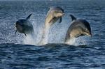 Offshore Wind Developments Impact Marine Species, Ongoing Assessment Needed