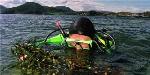 High Bio-Oil Yields Achieved from Common Kelp