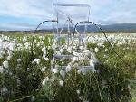 Soil Microbes Amplify Global Climate Change