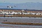 UC Riverside Hosted Panel to Discuss Sustainability Issues of Salton Sea