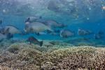 Coral Reef Systems Threatened Long Before Danger of Extinction