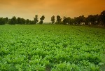 AGROLCA-Manager Software Will Help Improve Sustainability of Agri-Food Sector