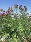 Usage of Sewage Sludge as Energy Crop Fertilizers Can Increase Biomass Production
