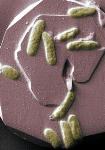 UEA Researchers Make Progress in Enhancing Generation of Clean Energy from Bacteria