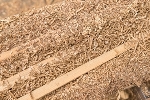 KU Leuven Researchers Successfully Convert Sawdust into Gasoline