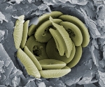 Climate Change Significantly Affects Today’s Microscopic Ocean Organisms