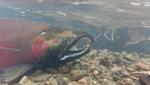 Eastern Pacific Species Driven Northward Due to Climate Change