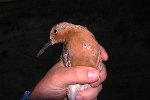Red Knots Added to Threatened Species List Due to Climate Change