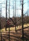 Researchers Publish Study on Ecological Effects of Salvage Logging
