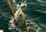 Recreational Fishing and Traditional Fishing Have Similar Effects on Marine Ecosystems