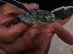 Climate Change Could Have Disastrous Effects on Sea Turtle Conservation Efforts