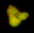 Microorganisms Known to Dramatically Reduce Oceanic Emission of Methane into Atmosphere