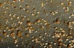 Biofouling Community' Marine Organisms Adapt to Changing Ocean Acidification