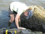 New Study Uncovers Intriguing Mysteries of Mussel Life