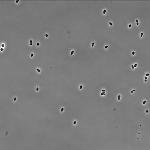 Faster, Cheaper and Cleaner Method to Increase Bioethanol Production Using Nitrogen Gas
