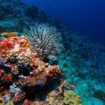 Holistic Analysis on Effects of Ocean Acidification on Marine Life