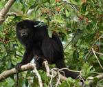 Climate Change Causes Infectious Diseases to Appear in New Places and New Hosts