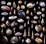 Humans Could Be Rapidly Altering the Ecosystems of the Adriatic Sea