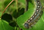 Plant-Eating Insects May Reduce Ability of Forests to Take up Elevated Levels of Carbon Dioxide
