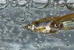 Climate Change Could Worsen Impact of Pollution on Wildlife