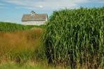 Study Finds Miscanthus as Ideal Ethanol Source Compared to Switchgrass and Stover