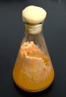 New Method to Improve Fuel Production from Biomass Fermented by Yeast