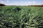 Proteomics May Help Manipulate Switchgrass for Increased Biofuel Production