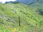 Harvesting Fire-Killed Trees Can Effectively Reduce Woody Fuels Following Wildfire
