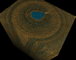 Micro-CT Scans Show Why Making Willow Trees Grow at an Angle Can Improve Biofuel Yields