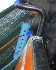 Low-Oxygen 'Dead Zones' Expanding with Climate Change, Could Impact West Coast Groundfish