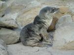 Unusually Warm Ocean Conditions Reducing Marine Productivity in Waters off the West Coast