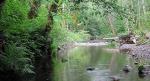 Induced Terrestrial Plant Defences Affect Functioning of Aquatic and Terrestrial Ecosystems