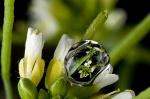 Flowers Bloom Earlier When the Sweet Spot for Seeds Comes Earlier Due to Climate Change