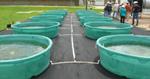 Algae Grown on Wastewater also Removes Nitrates and Phosphorous