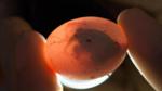 BPA Can Alter Turtle's Reproductive System