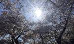Berkeley Researchers Design Artificial Photosynthetic System Using Sequestrated Carbon Dioxide