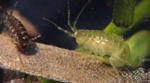 Research Shows Biodiversity Enhances Multitasking in Ecosystems