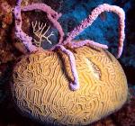 Overfishing Increases Threat of Fast-Growing Sponges to Endangered Corals