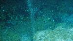 Strong Ocean Currents Can Affect Bacteria That Feed on Methane