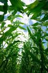 Climate Change Impacts on Water Cycle of Midwestern US Remain Uncertain