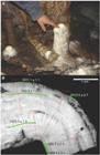 Scientists Use Mineral Cave Deposits to Find Clues about Prehistoric Climate Changes
