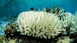 Climate Geoengineering May Help Save Coral Reefs from Mass Bleaching
