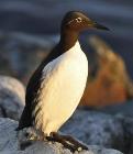 Norwegian Climate Researchers and Ecologists Offer Insight on Impact of Climate Change on Seabirds