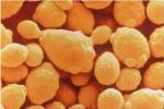 Revolutionary Yeast Strain Could Help Accelerate Development of Biofuels