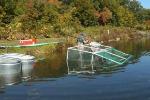 Catch-and-Release Fishing Practices Affect Evolution of Freshwater Fish