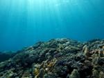 Climate Change Causes Species Migration and Shrinking of Their Habitats