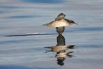 Seabirds Endangered By Light Pollution