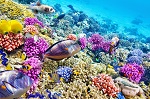 Amendment to Protect Deep Sea Corals Approved by Mid-Atlantic Fishery Management Council